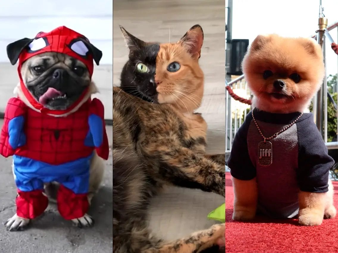 pet influencers
