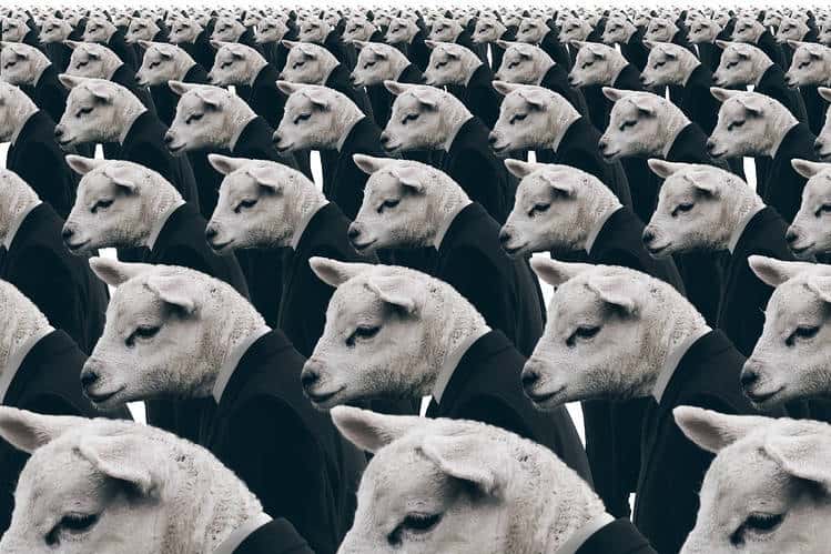 herd mentality