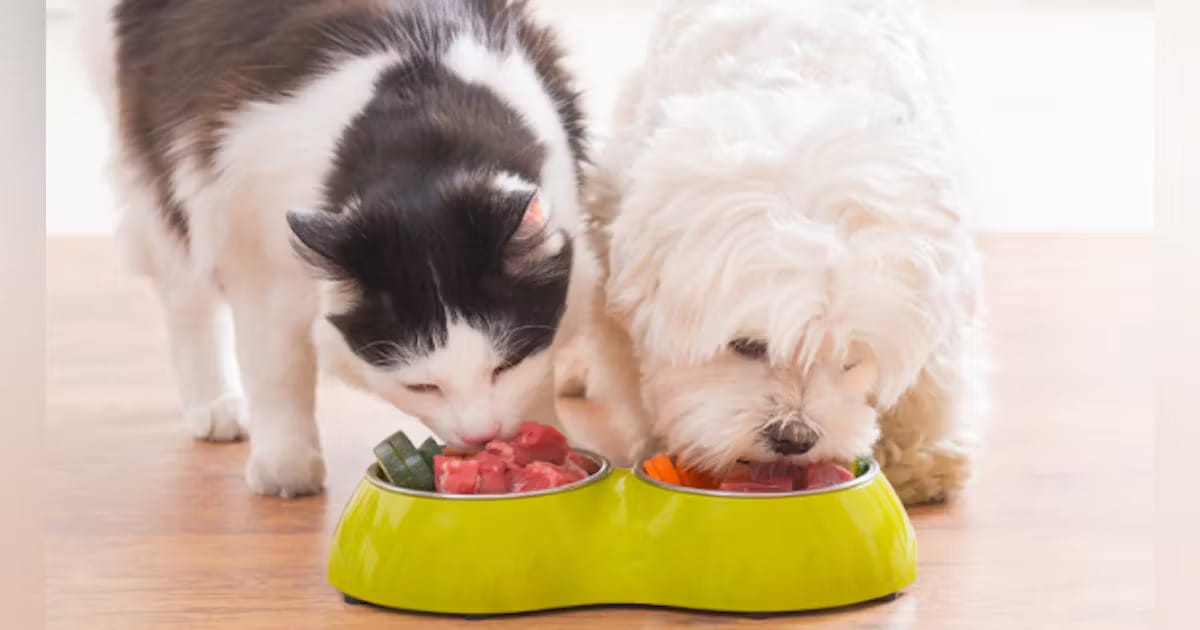 petfood trends