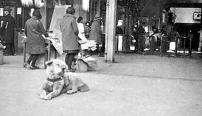 hachiko
